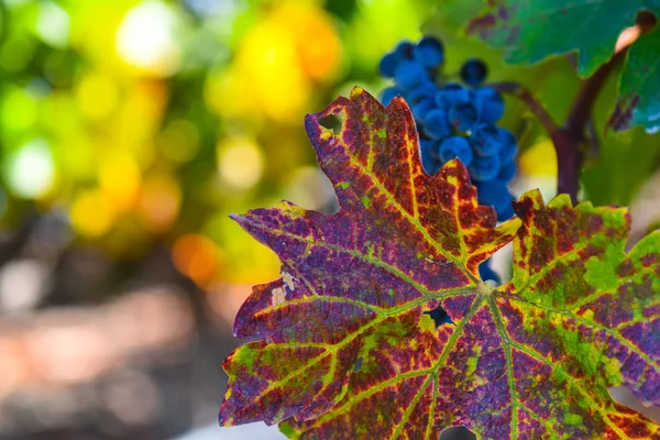 Weinrebe in der Herbstsaison — Stockfoto