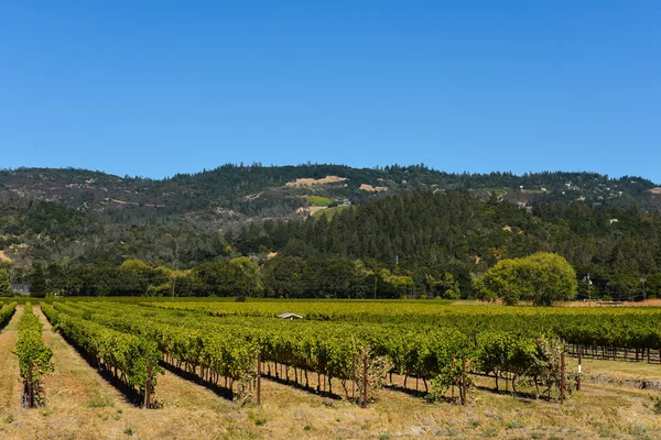 Vinhedo do Vale de Napa Califórnia — Fotografia de Stock