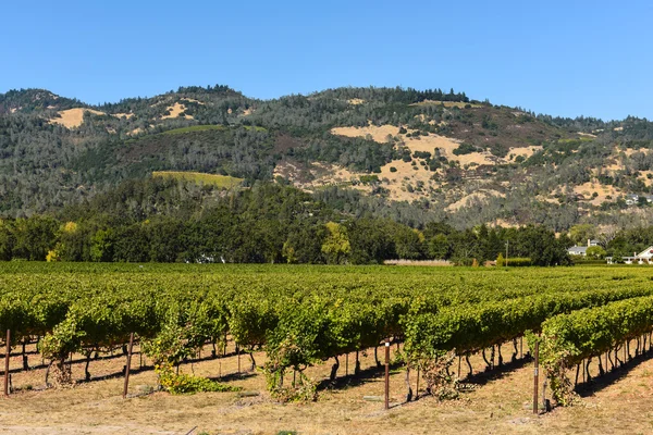 Weinberg im Napa-Tal in Kalifornien — Stockfoto