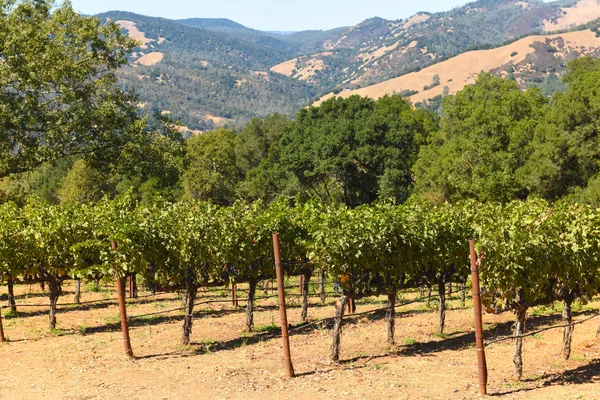 ナパ谷カリフォルニアのブドウ畑 — ストック写真