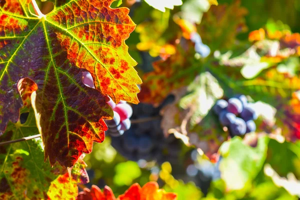 Winogrona na winorośli w sezonie jesień — Zdjęcie stockowe