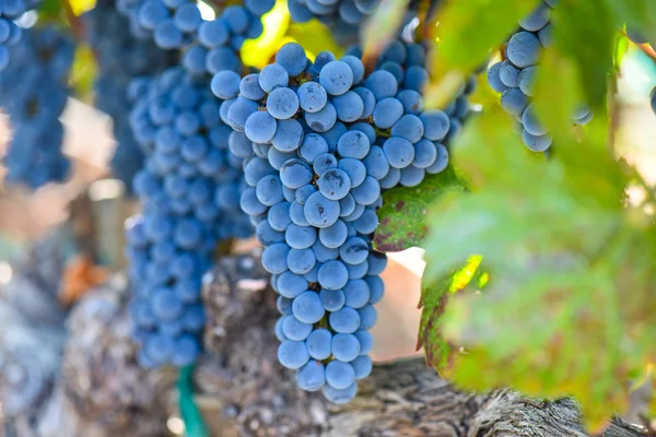 Grapes on the Vine in the Autumn Season Royalty Free Stock Photos