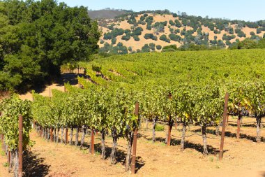 Napa valley california bağ