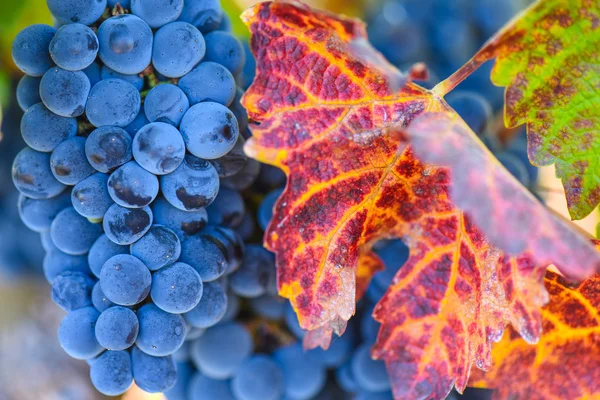 Uvas na videira na época de outono — Fotografia de Stock