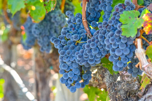 Виноград на виноградной лозе осенью — стоковое фото