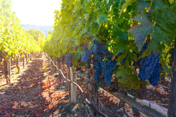 Uvas en la vid en la temporada de otoño — Foto de Stock