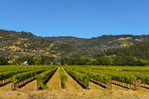 Weinberg im Napa-Tal in Kalifornien Stockbild