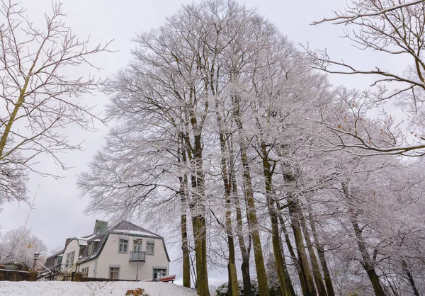 Schneebedeckte Bäume schossen in der Nähe meines Hauses in Göteborg. Park genannt — Stockfoto