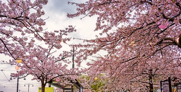 Blooming cherry blossoms at Gothenburg bus station,Sweden — Stock Photo, Image