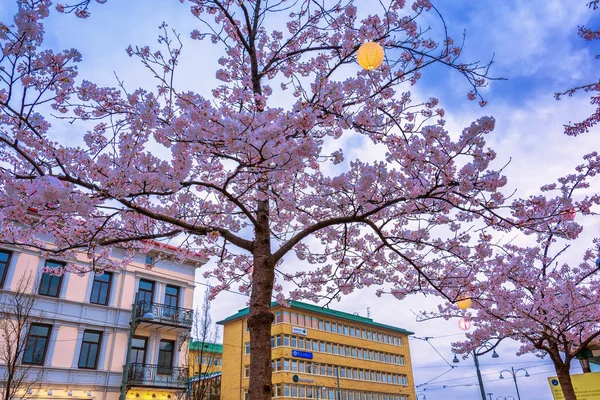 Blooming cherry blossoms at Gothenburg during blue hour,Sweden — Stock Photo, Image