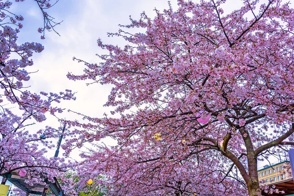 Blooming cherry blossoms at Gothenburg,Sweden — Stock Photo, Image