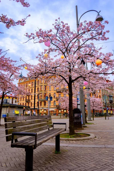 Blooming cherry blossoms at Gothenburg,Sweden — Stock Photo, Image