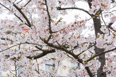 Çiçeklenme kiraz çiçekleri ve blue sky adlı Gothenburg, İsveç