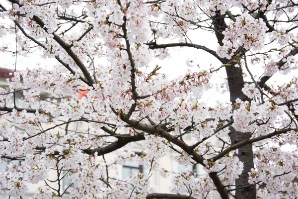 Blooming cherry blossoms and blue sky at Gothenburg,Sweden — Stock Photo, Image