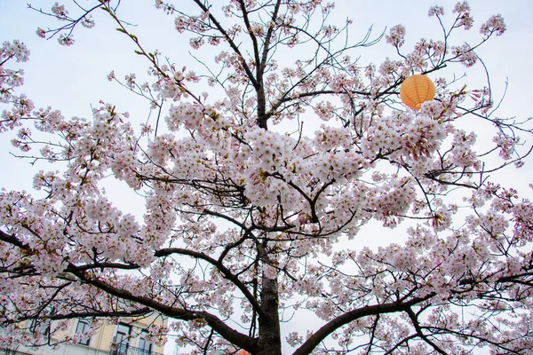 Blooming cherry blossoms and blue sky at Gothenburg,Sweden — Stock Photo, Image