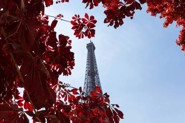 Eiffel torni kehystetty puissa aurinkoinen syyspäivä — kuvapankkivalokuva