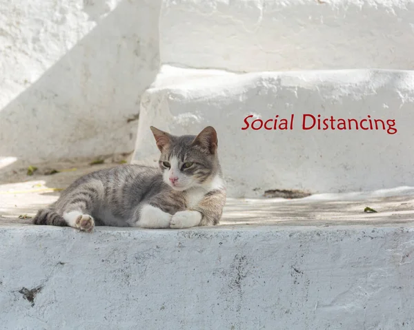 Gato Promoviendo Mensaje Distanciamiento Social Contra Corona Covid —  Fotos de Stock