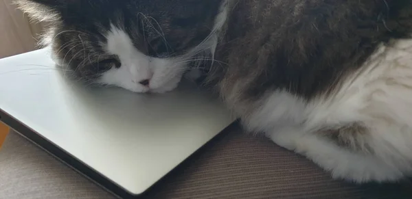 Immagine Ravvicinata Gatto Che Dorme Computer Portatile Svezia — Foto Stock