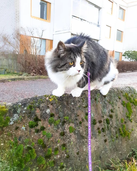 Caminhando Gato Floresta Norueguesa Uma Coleira Escondida Arbusto Suécia — Fotografia de Stock