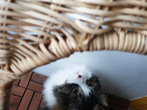 Close Image Norwegian Forest Cat Hiding Chair Curious Eyes Sweden — стоковое фото