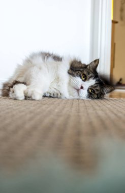 Norveç orman kedisi İsveç 'te yerde uyuyor.