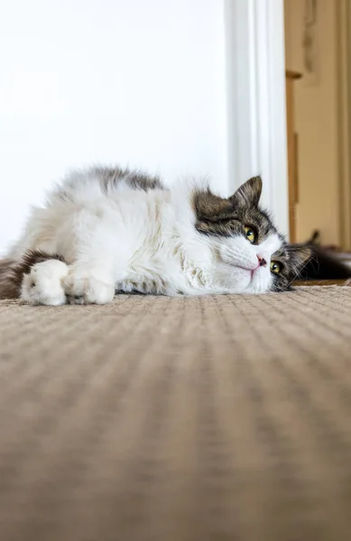 Gato Del Bosque Noruego Durmiendo Alfombra Suelo Suecia —  Fotos de Stock