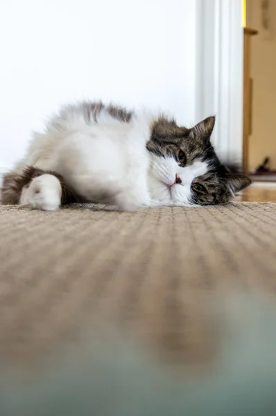 スウェーデンの床のマットで寝ているノルウェーの森林猫 — ストック写真