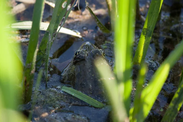 stock image Frog in the grass on the lake 