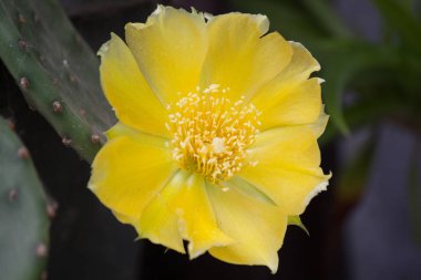 Bir kaktüs sarı çiçek