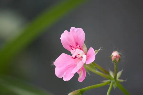 Μοβ Λουλούδι Άγρια — Φωτογραφία Αρχείου