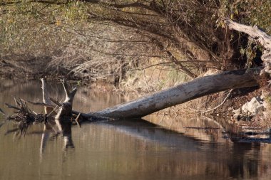 Tuna üzerinde suda büyük ağaç