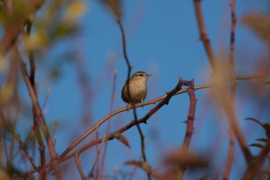 Kanalda küçük gri Birdie 