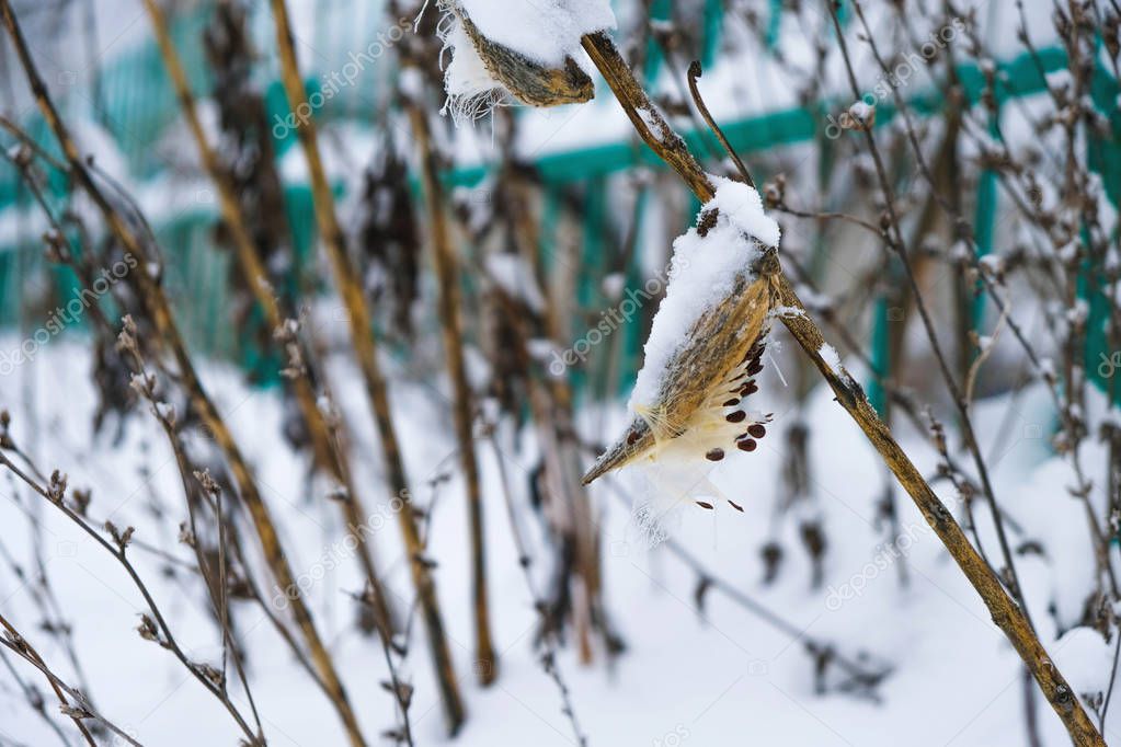Open box with milkweed seeds on a stem under the snow. Parachutes of seeds. Reproduction of plants.