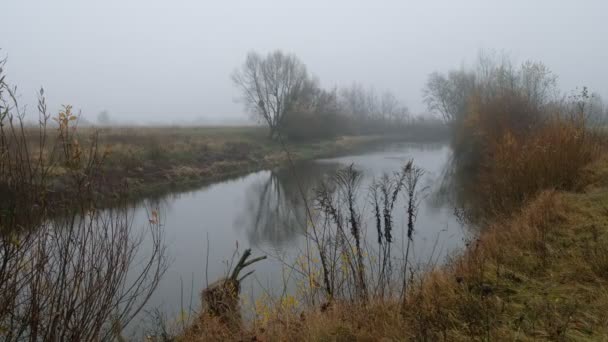 Brouillard Épais Sur Rivière Automne Vent Secoue Herbe Sèche Nature — Video