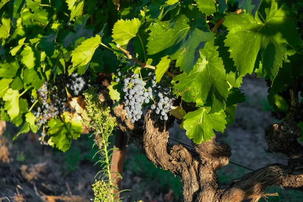 Vinná Réva Hrozny Modrých Hroznů Slunci Západ Slunce Vinici Provence — Stock fotografie