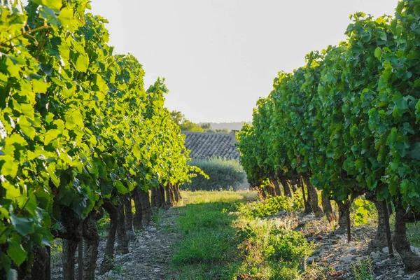 Rader Vinrankor Solnedgången Vinområdet Provence — Stockfoto