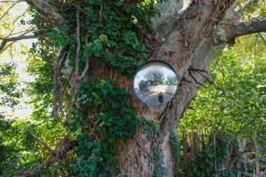 Eski bir çınar ağacının üzerindeki yol küresel güvenlik aynası. Ayna bir sokak köşesinde birini gösteriyor. Provence 'deki köy yolu.