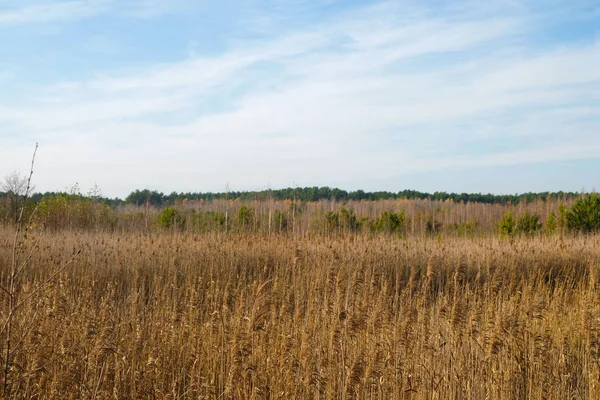 Reeds Swamp Horizon Forest Wetlands Ukraine — ストック写真
