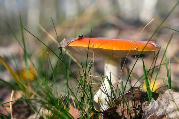 Orange poisonous mushroom among grass and fallen leaves. Mushroom season.