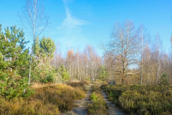 Uma Estrada Florestal Deserta Vai Longe Horizonte Uma Bicicleta Debaixo — Fotografia de Stock