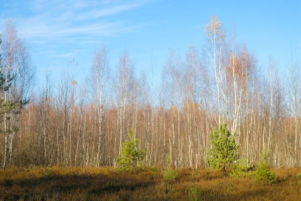 Junge Birken Und Kiefern Auf Einer Heidewiese Herbst Der Ukraine — Stockfoto