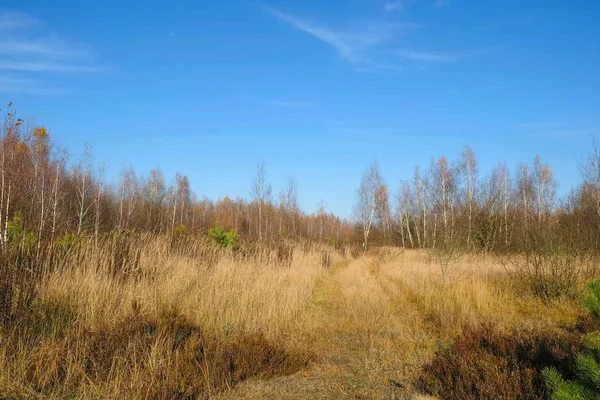 Een Verlaten Pad Dat Ver Gaat Natuurpark Oekraïne Herfst Oekraïens — Stockfoto