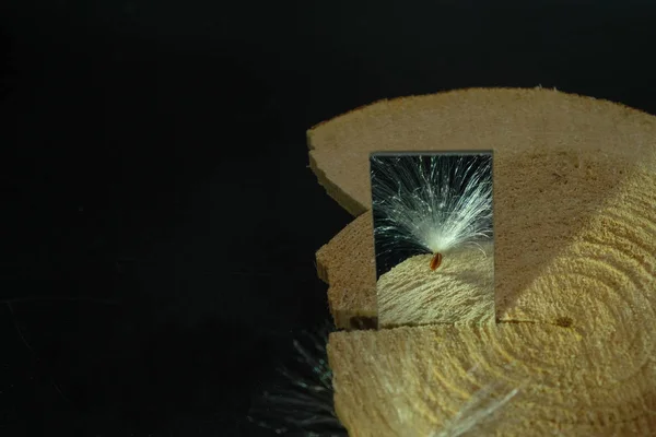 Las Semillas Una Planta Con Paracaídas Blanco Esponjoso Espejo Pie — Foto de Stock