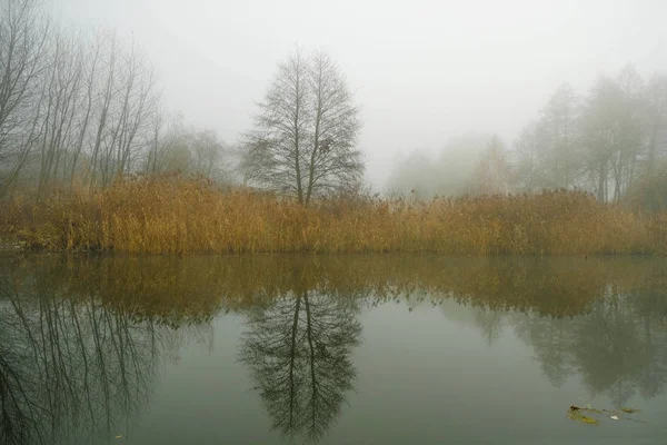 Matin Brumeux Sur Rivière Ukraine Arbre Solitaire Dans Les Roseaux — Photo