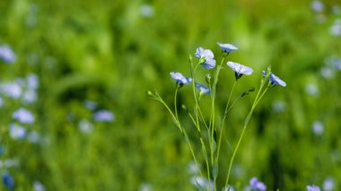 Yeşil alan arka planında çiçek açan keten dalı.