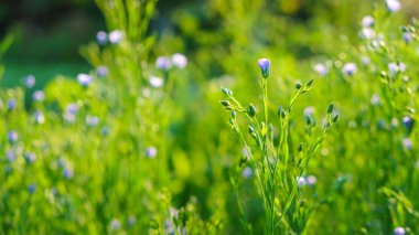 Ukrayna 'da keten yetiştirme. Güneşli bir sabahta keten çiçekler.
