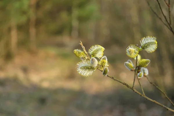 Superficie Primavera Morbide Cime Salice Giallo Sfondo Foresta Sfocata Ucraina — Foto Stock