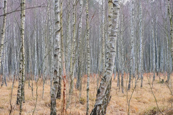 Verschwommener Birkenwald Hintergrund Rosa Lavendelfarbe Und Helle Goldfarbe — Stockfoto