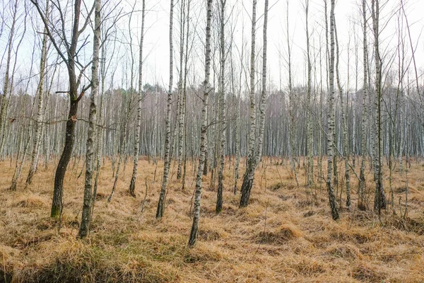 Junge Birkenwälder Winter Der Ukraine Rosa Lavendelfarbe Und Helle Goldfarbe — Stockfoto