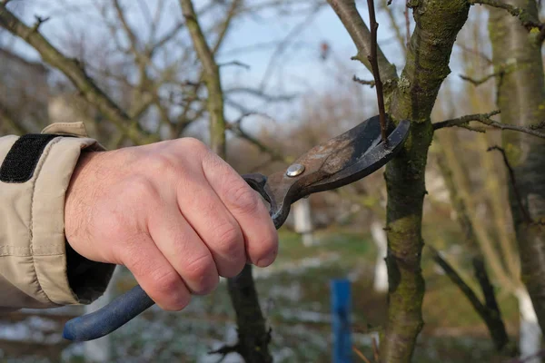 Secateurs in man\'s hand. Man cuts off branches on a tree. Agriculture in Ukraine.